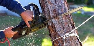 Best Arborist Consultation Services  in Gamerco, NM