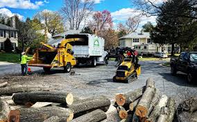 Best Tree Disease Treatment  in Gamerco, NM