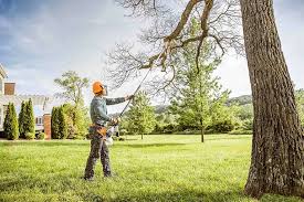 How Our Tree Care Process Works  in  Gamerco, NM