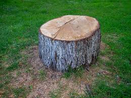 Best Tree Mulching  in Gamerco, NM