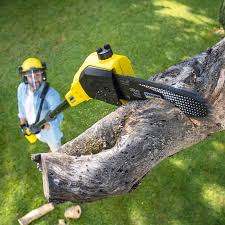 Best Tree Cabling and Bracing  in Gamerco, NM