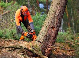 Best Tree and Shrub Care  in Gamerco, NM