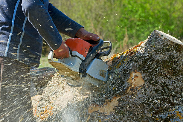 Best Firewood Processing and Delivery  in Gamerco, NM